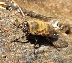 Eristalinae