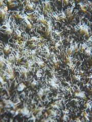 Racomitrium lanuginosum