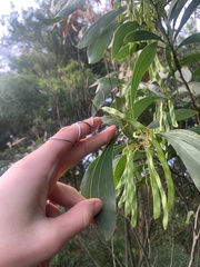 Acacia falcata