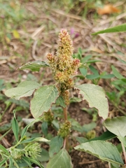 Amaranthus retroflexus