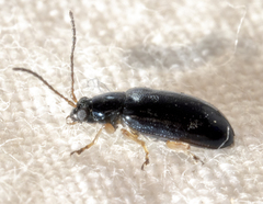Lysathia ludoviciana