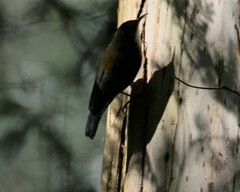 Cormobates leucophaea