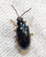 Lysathia ludoviciana