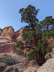 Juniperus scopulorum
