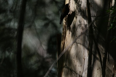 Cormobates leucophaea