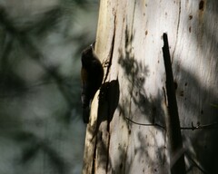 Cormobates leucophaea