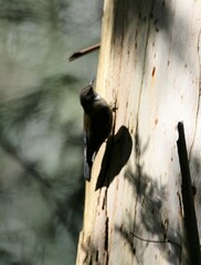 Cormobates leucophaea