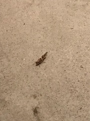 Trimerotropis pallidipennis