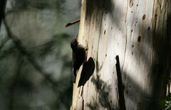 Cormobates leucophaea