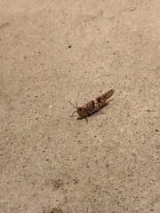 Trimerotropis pallidipennis