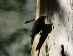 Cormobates leucophaea