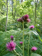 Cirsium helenioides