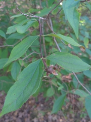 Philadelphus inodorus