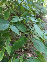 Philadelphus inodorus