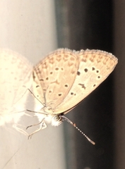 Zizeeria knysna