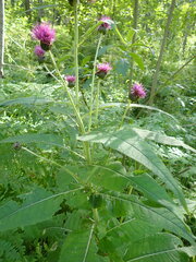 Cirsium helenioides