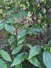 Philadelphus inodorus