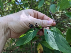Philadelphus inodorus