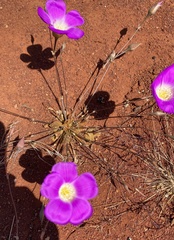 Calandrinia