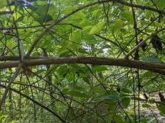 Philadelphus inodorus