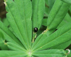 Coptosoma scutellatum