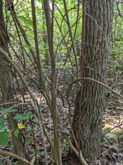 Philadelphus inodorus