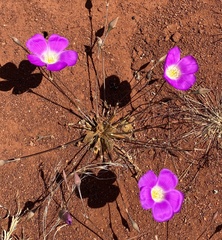 Calandrinia