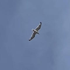 Larus argentatus