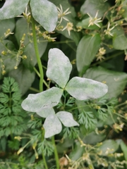 Erysiphe trifoliorum