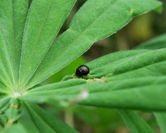 Coptosoma scutellatum