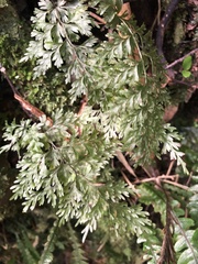 Hymenophyllum demissum