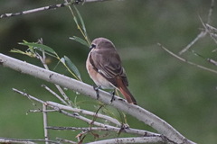Lanius isabellinus