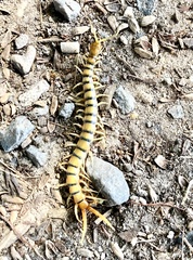 Ethmostigmus rubripes