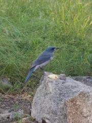 Aphelocoma wollweberi