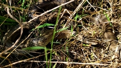 Lampropeltis calligaster