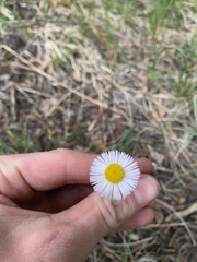 Erigeron flagellaris
