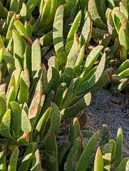 Carpobrotus