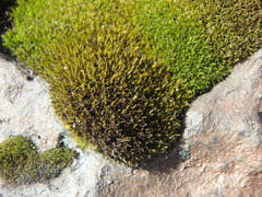 Didymodon