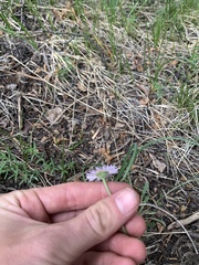 Erigeron flagellaris