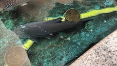 Piaractus brachypomus