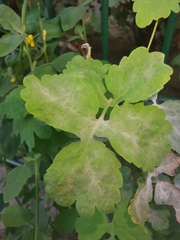 Erysiphe macleayae
