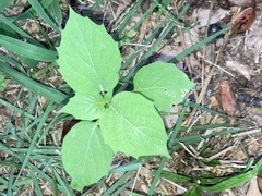 Physalis angulata