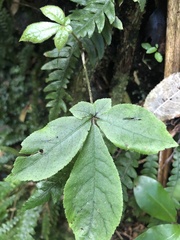 Schefflera digitata