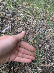 Erigeron flagellaris