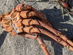 Panulirus interruptus