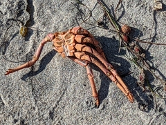 Panulirus interruptus