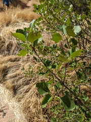 Fraxinus anomala