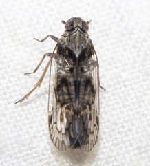 Melanoliarus aridus