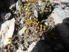 Polytrichum piliferum