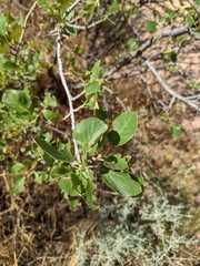 Fraxinus anomala